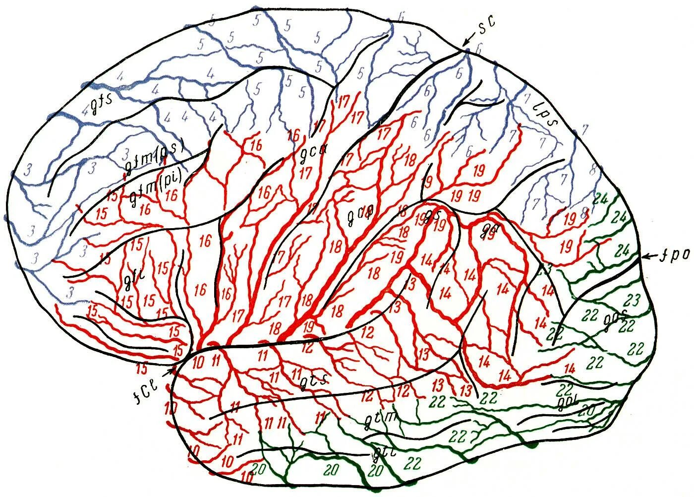 Головной мозг цитоархитектонические поля Бродмана. Корковые поля головного мозга. Картирование коры головного мозга. Цитоархитектоника коры (поля коры по Бродману).