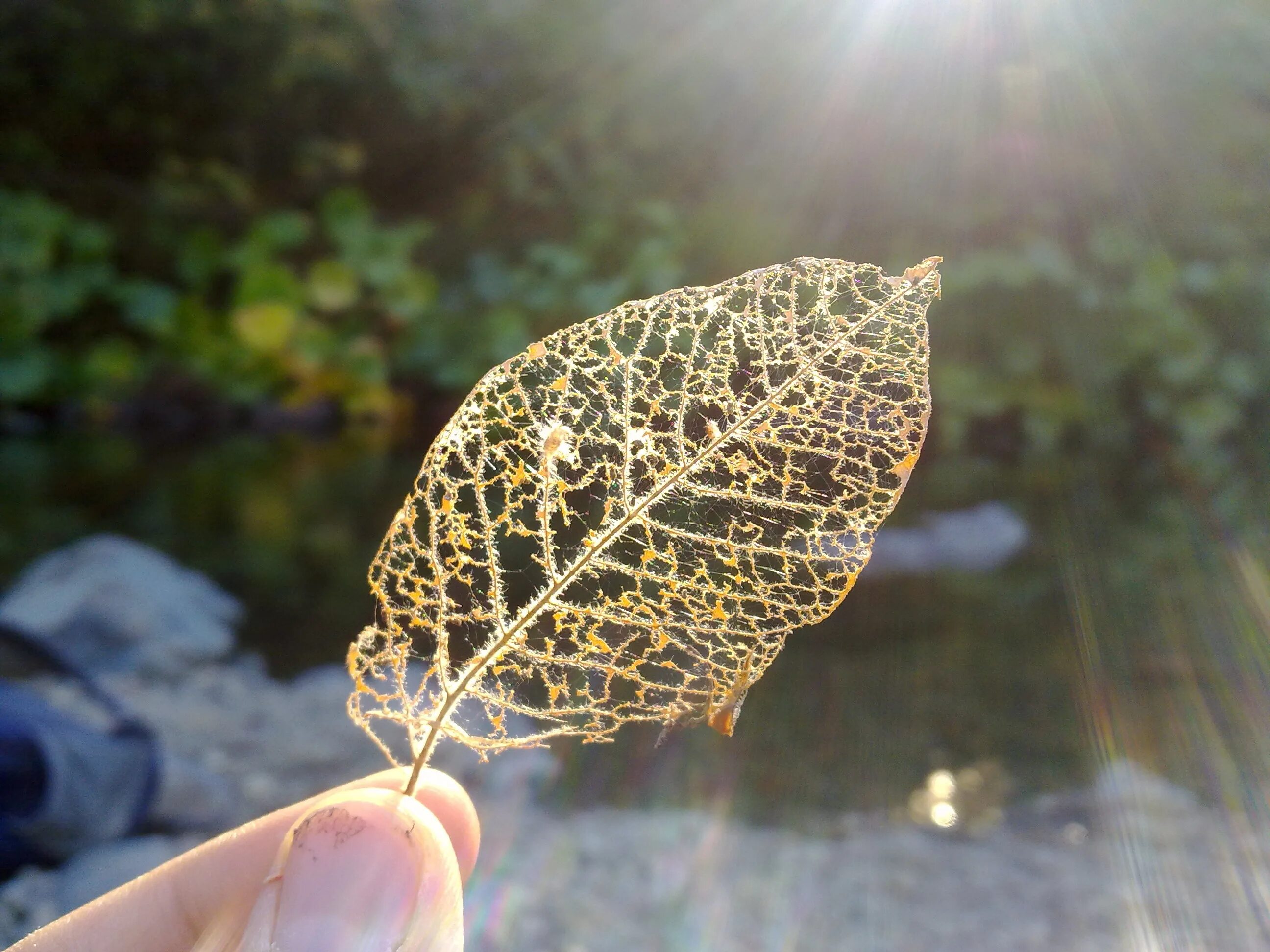 Leaves on the back. Скелетированный лист. Лист с прожилками. Прозрачные листья. Осенний лист с прожилками.