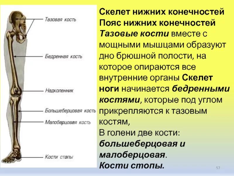 Функции костей конечностей. Кости скелета пояса нижних конечностей. Скелетное строение ноги человека. Кости составляющие скелет нижней конечности. Кости свободной нижней конечности строение.