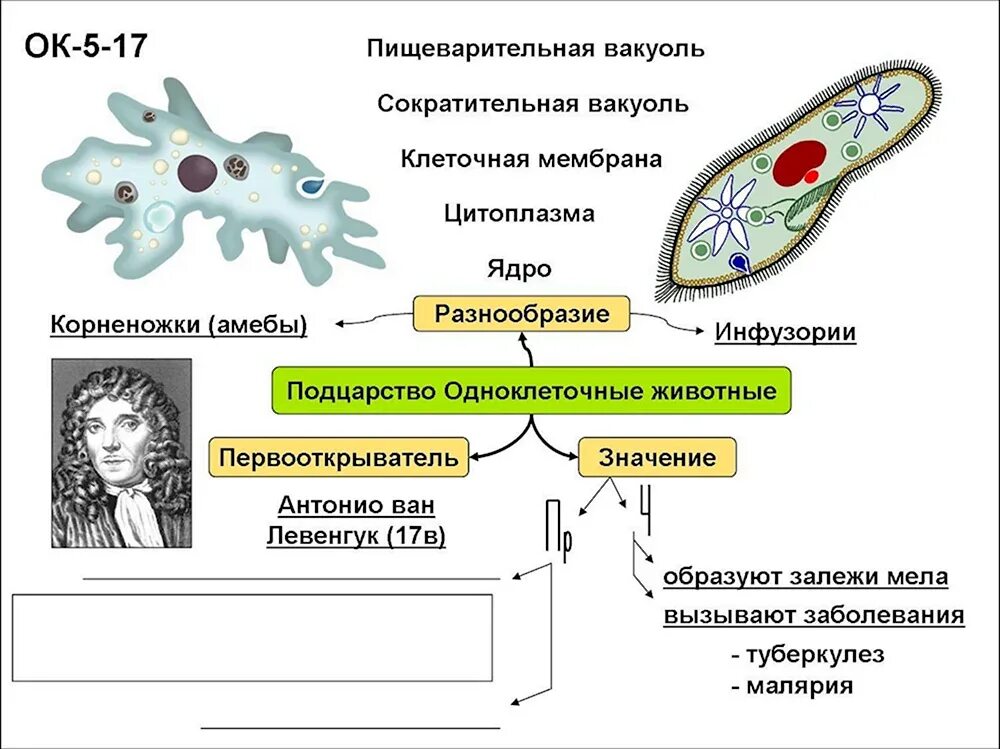 Сократительная вакуоль у амебы. Функции сократительной и пищеварительной вакуоли амебы. Функция пищеварительной вакуоли у амебы. Функции сократительных вакуолей. Функция сократительной вакуоли у амебы.