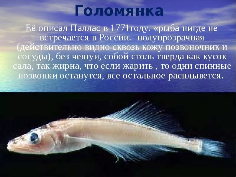 Санитары байкала. Рыба байкала голомянка. голомянка байкальская рыба. рыба голомянка из озера байкал. байкальская голомянка рыбка.