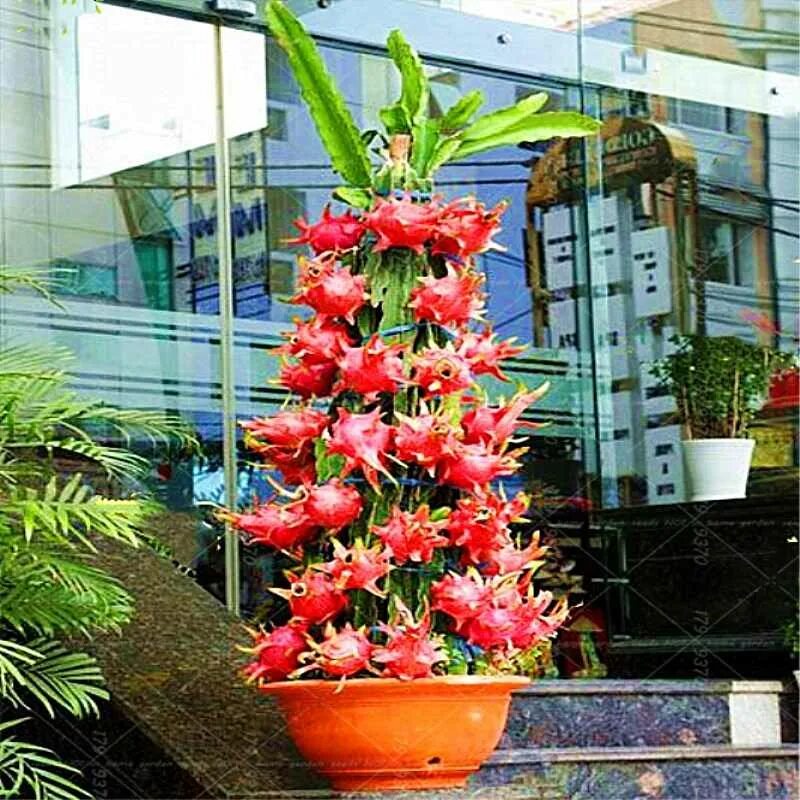 питахайя в горшке. Hylocereus кактус питахайя. питахайя кактус. питахайя из семян. питайя.