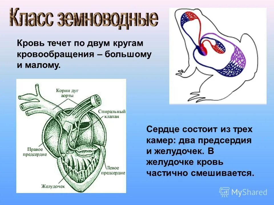 Кровеносная система у земноводных органы системы. Строение сердца земноводных. Круги кровообращения амфибий. Количество камер у земноводных. Кровеносная система земноводных 7 класс.