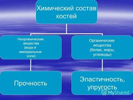 Органические и неорганические кости