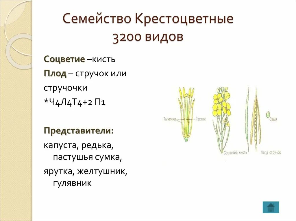 Скачать презентацию для класса Дары Старого и Нового света (6 класс) бесплатно