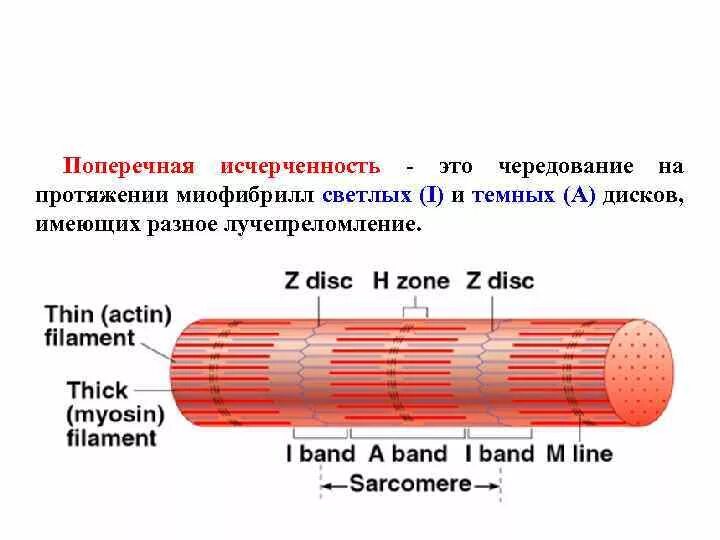 Мышечные волокна в кале норма. Исчерченность волокон мышечной ткани обусловлена:. Кал мышечные волокна без исчерченности. Мышечные волокна без исчерченностью что это значит. Исчерченность мышечных волокон.
