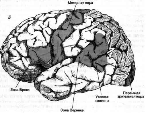 Речевые зоны коры головного мозга Брока. Зона Брока и Вернике. Центры 2 сигнальной системы в коре головного мозга.
