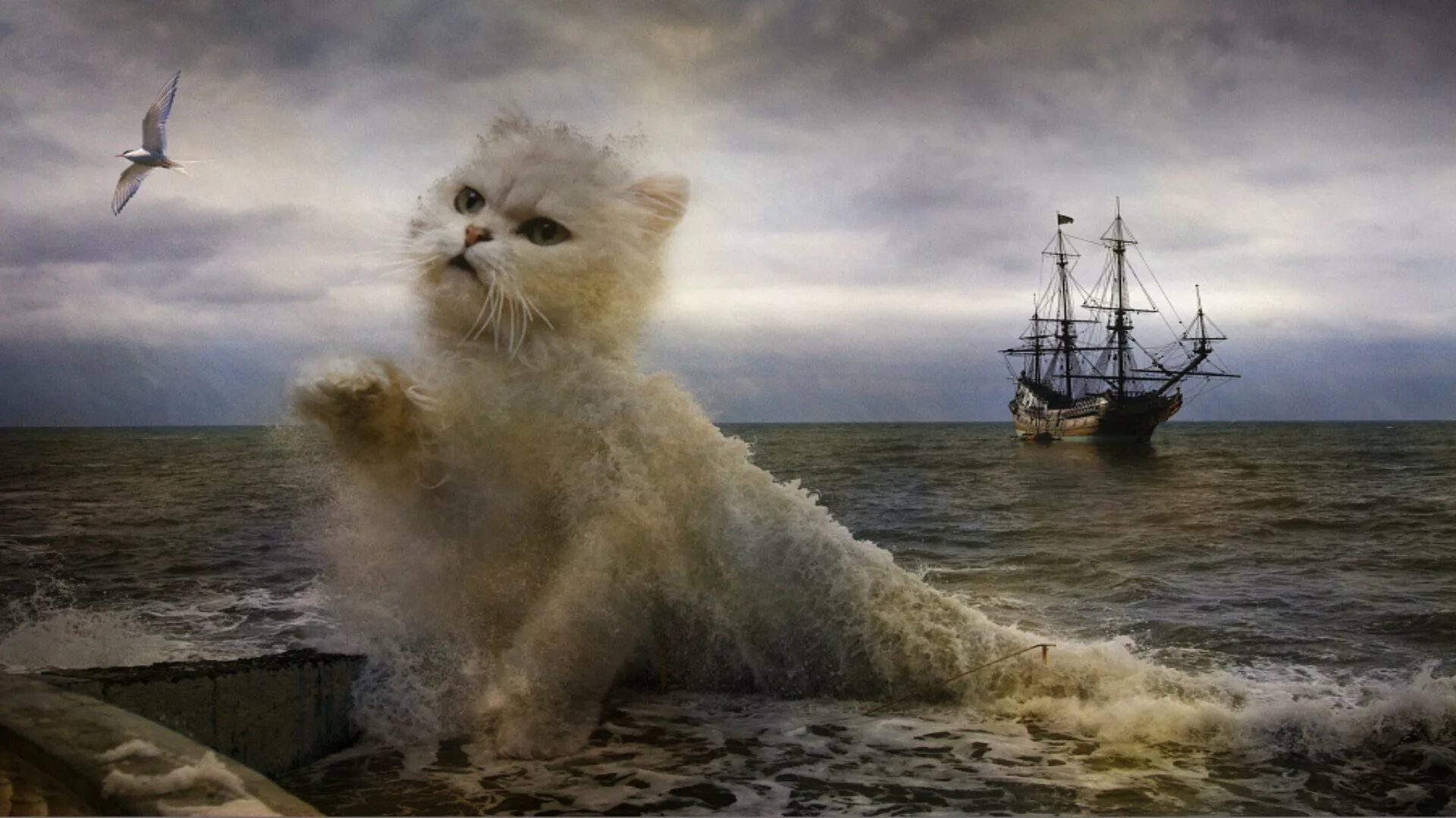 Море море знают моряки. Морские коты. кот на корабле. котик на море. морской котенок.