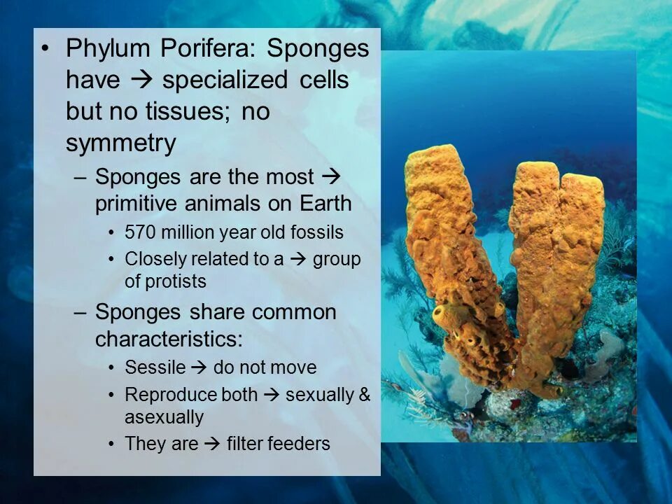 Sponge Cells. Porifera ископаемые таблица. Sponge перевод