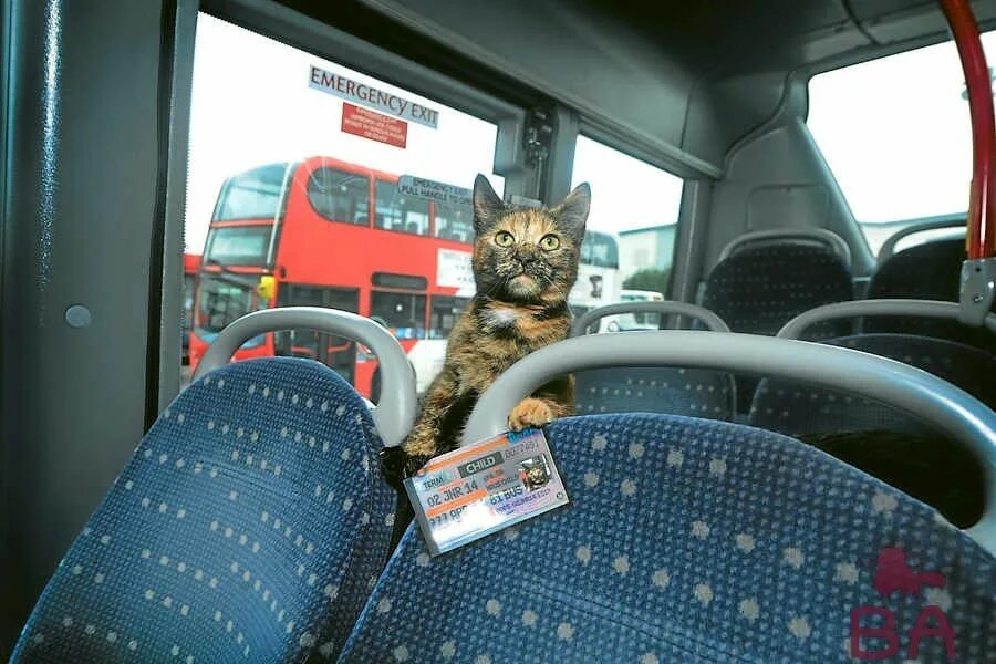 Кошка ездит. Кот автобус. Коты в общественном транспорте. Кошка едет в автобусе. Кошка в маршрутке.