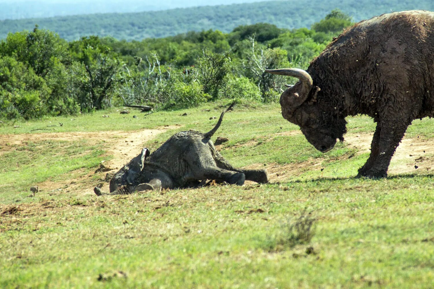 Носороги буйволы слоны обитают