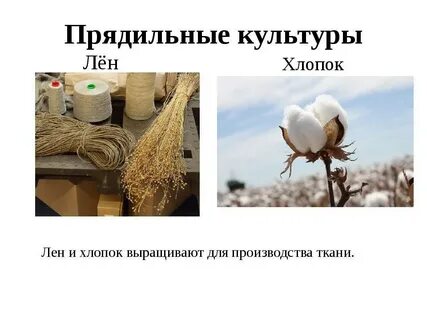 Прядильные растения 2 класс