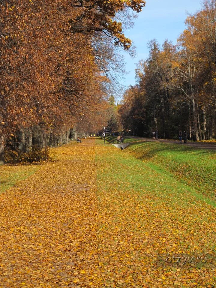 Осень 2013 год. Верхний парк Ораниенбаума. Парк Ораниенбаум осенью. Ораниенбаум в золотую осень. Аллея парка Ораниенбаум.