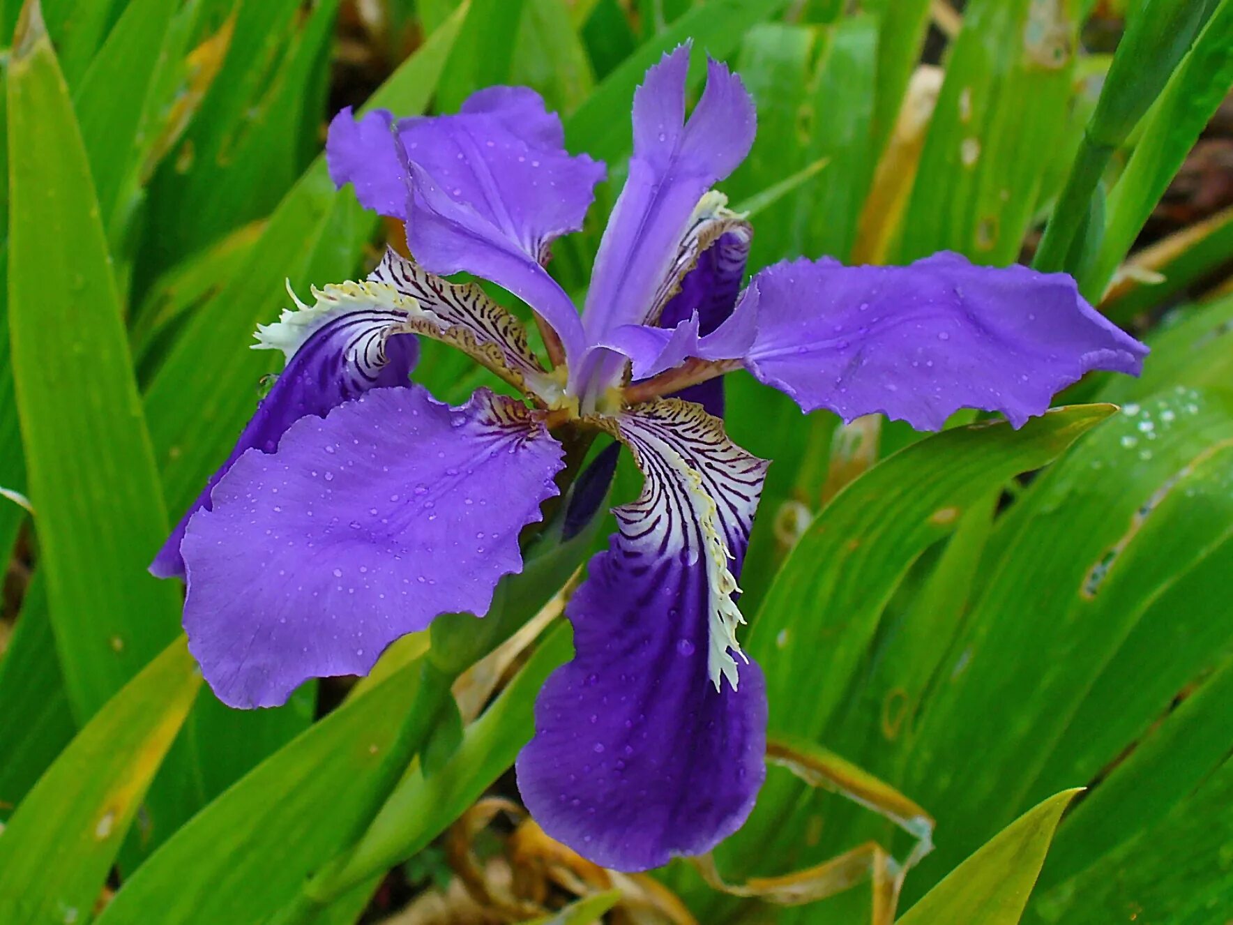 Ирис текторум. "Ирис кровельный Iris tectorum". Ирис (Iris pallida). Касатик щетинистый. Ирис растение значение