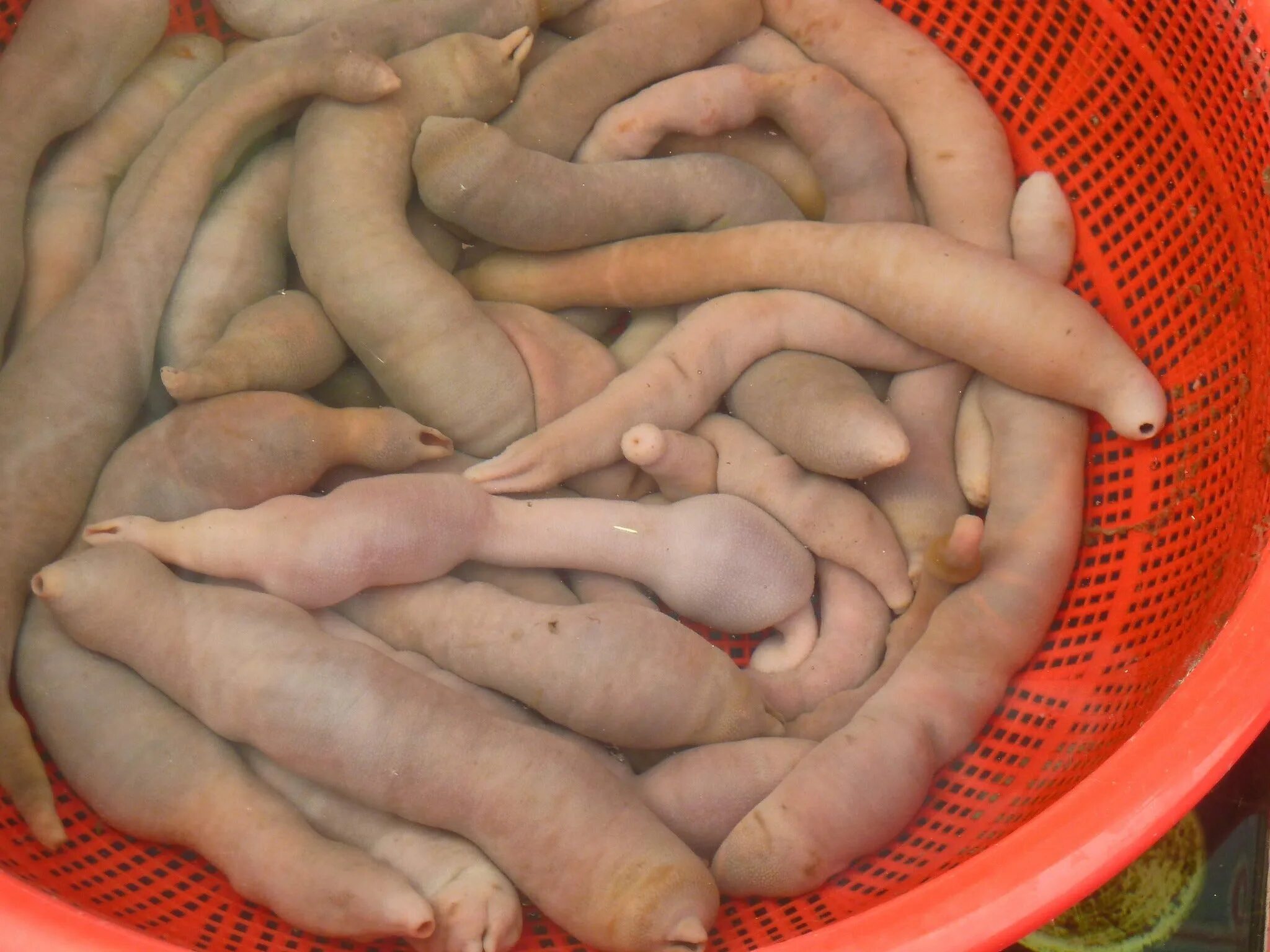 Фото полов орган. Морские черви Urechis unicinctus. Необычные половые органы. Мужской писюн.
