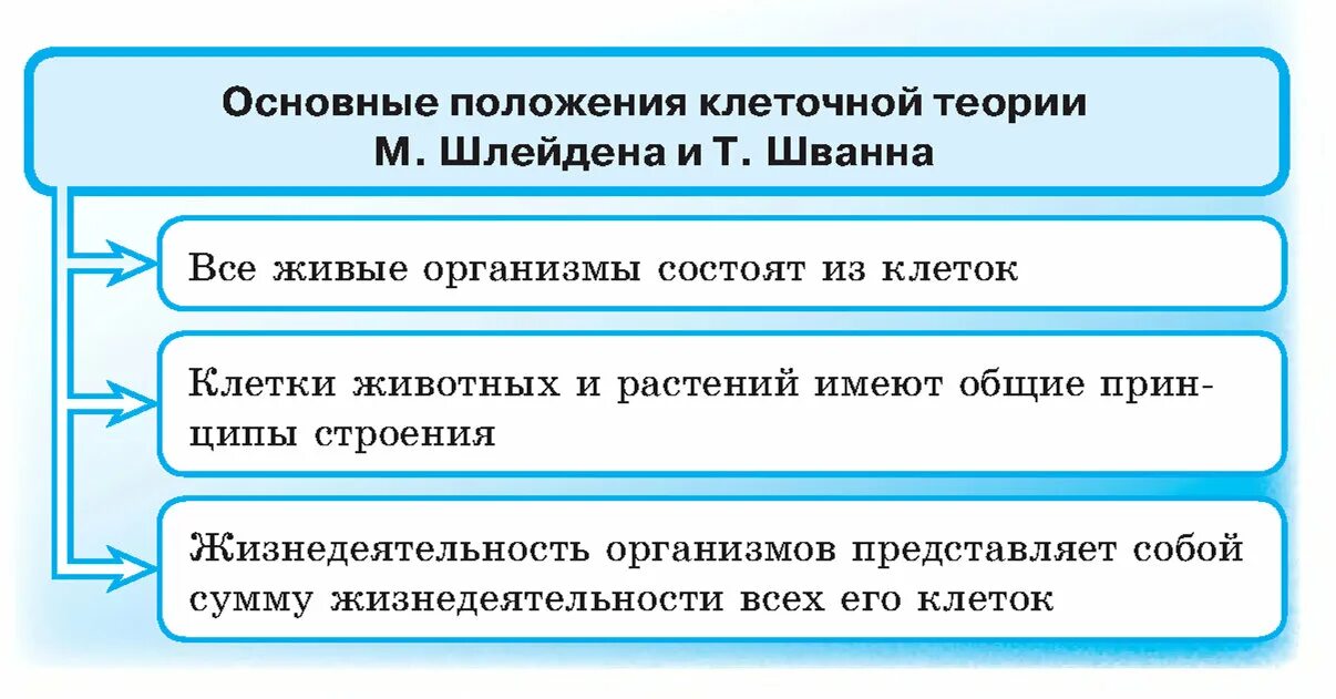Какая формулировка соответствует клеточной теории. Положения теории шлейдена и шванна. теория шлейдена и шванна основные положения. основные положения клеточной теории т.шванна. шванн и шлейден клеточная теория положения.