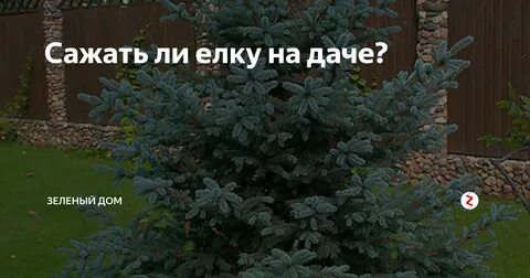 Почему нельзя сажать