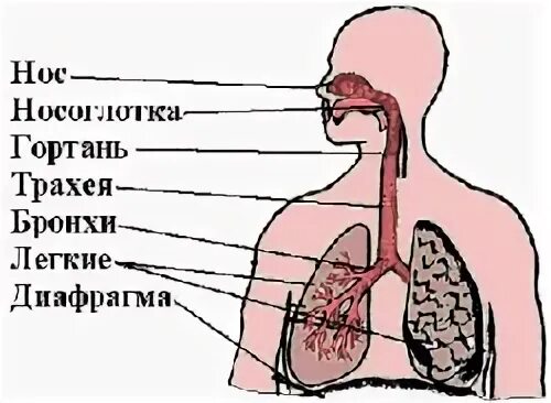 Порядок расположения органов дыхания. Схема движения воздуха в дыхательных органах человека. Последовательность органов дыхательной системы. Дыхательная система человека органы дыхания.