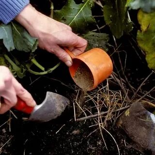 Каким удобрением подкормить кустарники осенью