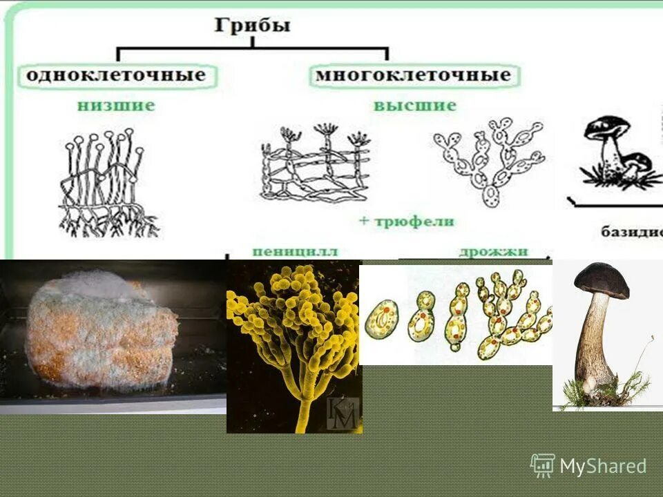 Многоклеточные грибы мукор. Грибы паразиты многоклеточные или одноклеточные. Классификация грибов одноклеточные и многоклеточные. Схема грибы одноклеточные и многоклеточные. Строение гриба одноклеточные и многоклеточные.