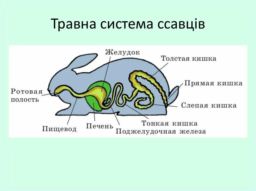 Из каких отделов состоит пищеварительный тракт млекопитающих. Пищеварительная система млекопитающих кролик. Пищеварительная система млекопитающих заяц. Пищеварительная система хищных млекопитающих. Пищеварительная система млекопитающих схема.