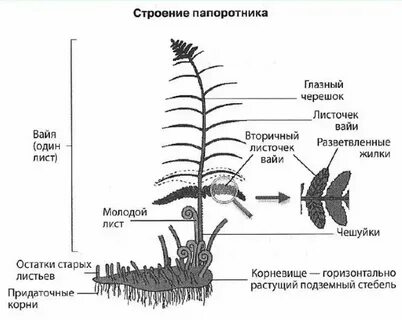 Сильно рассеченные листья папоротников называют
