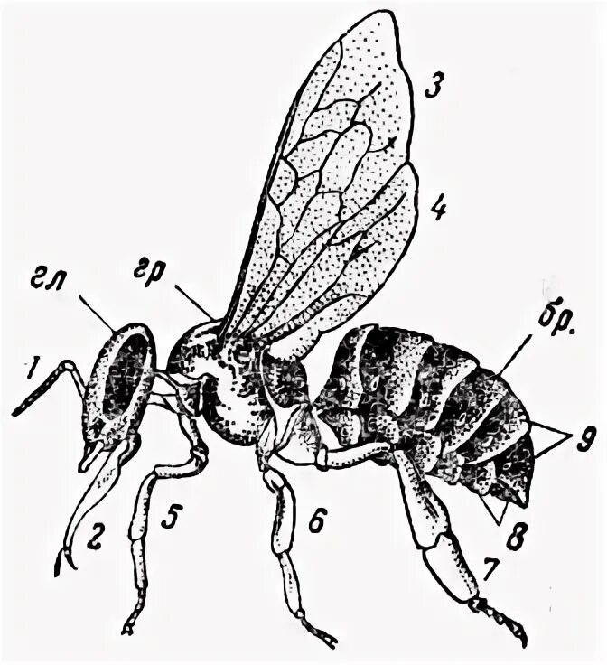 Пчела строение тела. Строение пчелы. Строение пчелы для детей дошкольного возраста. Брюшко пчелы строение. Окраска тела пчелы