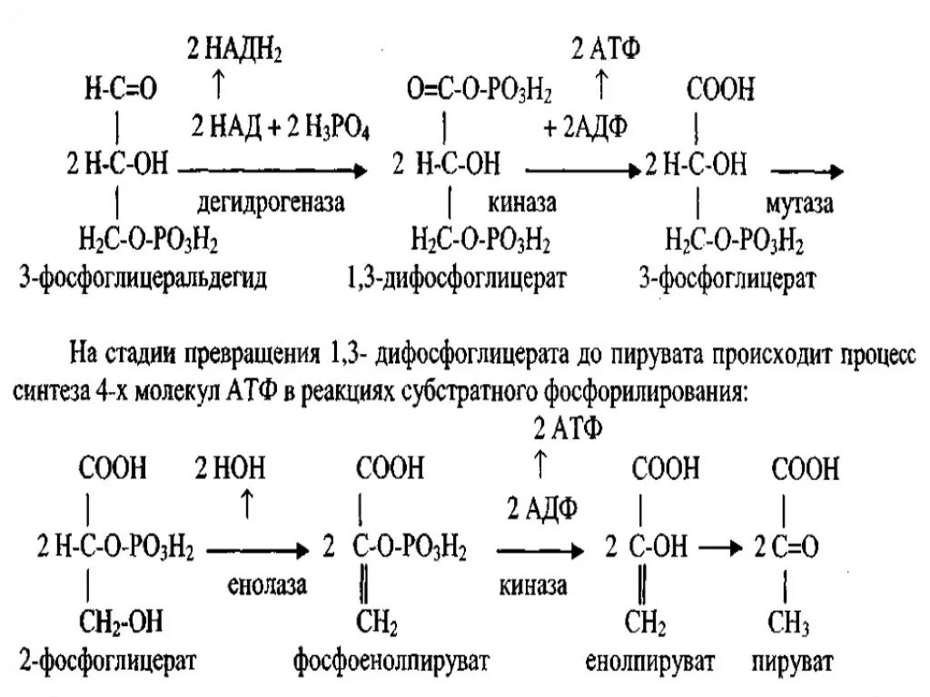 Аэробное дихотомическое окисление Глюкозы схема. Дихотомический путь окисления Глюкозы биохимия аэробный. Анаэробное дихотомическое окисление Глюкозы. Аэробный дихотомический путь распада Глюкозы основные.