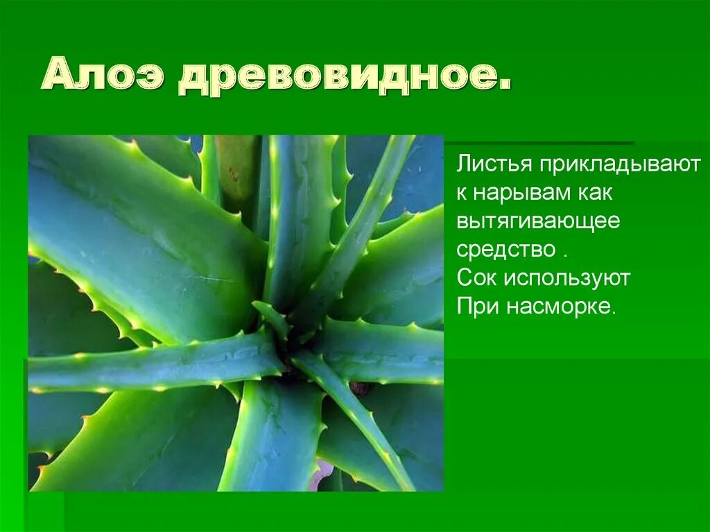 Выберите признаки приспособленности алоэ к недостатку влаги. Алоэ древовидное среда обитания. Лист алоэ. Алоэ приспособления к среде.