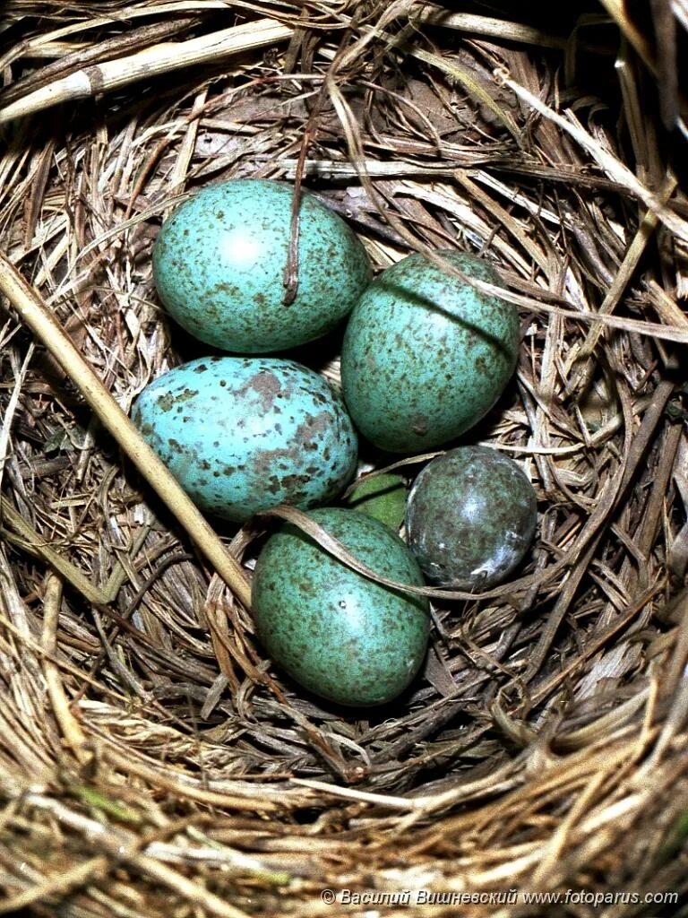 Какого цвета яйца птиц. Дрозд рябинник яйца и гнездо. Яйца дрозда рябинника. Яйца кукушки. Яйца Дрозд рябинник цвет.