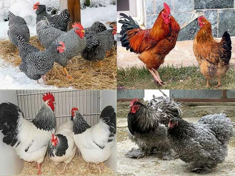 Доминант ломан браун. Разные породы кур несушек. Разные породы кур несушек. Разные породы кур несушек. Разные породы кур несушек.