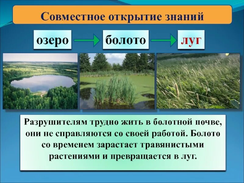 Превращается в болото
