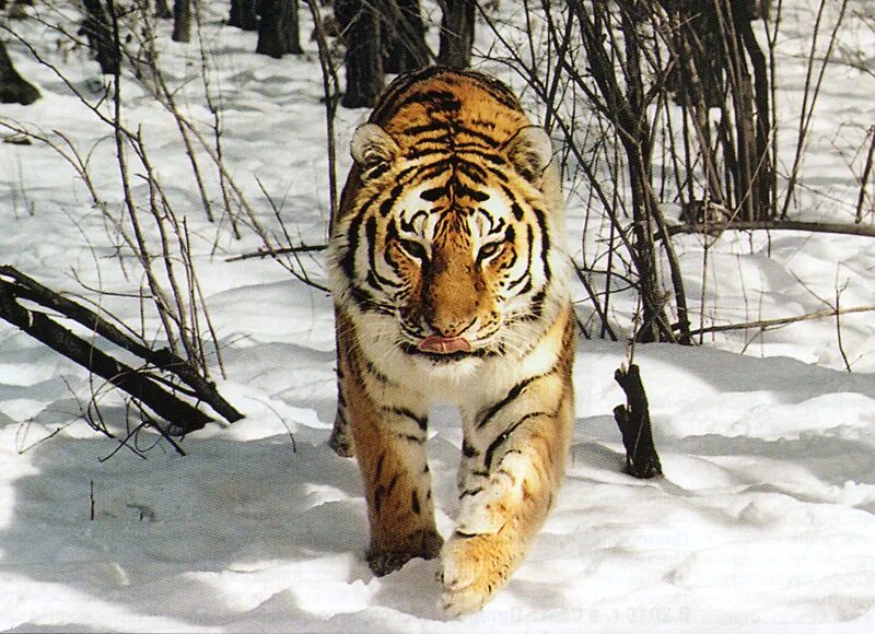 уссурийский (амурский) тигр уссурийский (амурский) тигр. амурский тигр в тайге. амурский (уссурийский) тигр. уссурийский уссурийский тигр уссурийский тигр. уссурийская тайга амурский тигр.