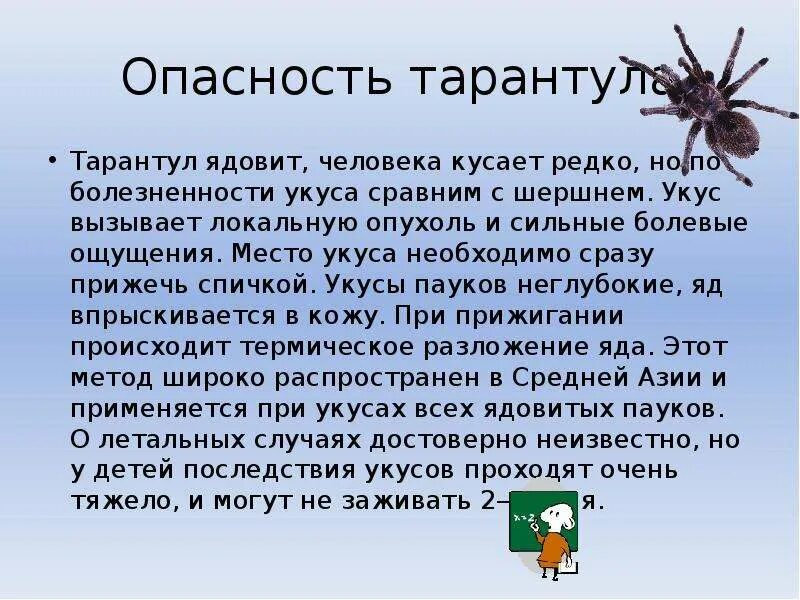 Тарантулы опасен ли для человека. Опасные пауки. Доклад про паука. Рассказ о пауке Тарантуле. Доклад про тарантула.