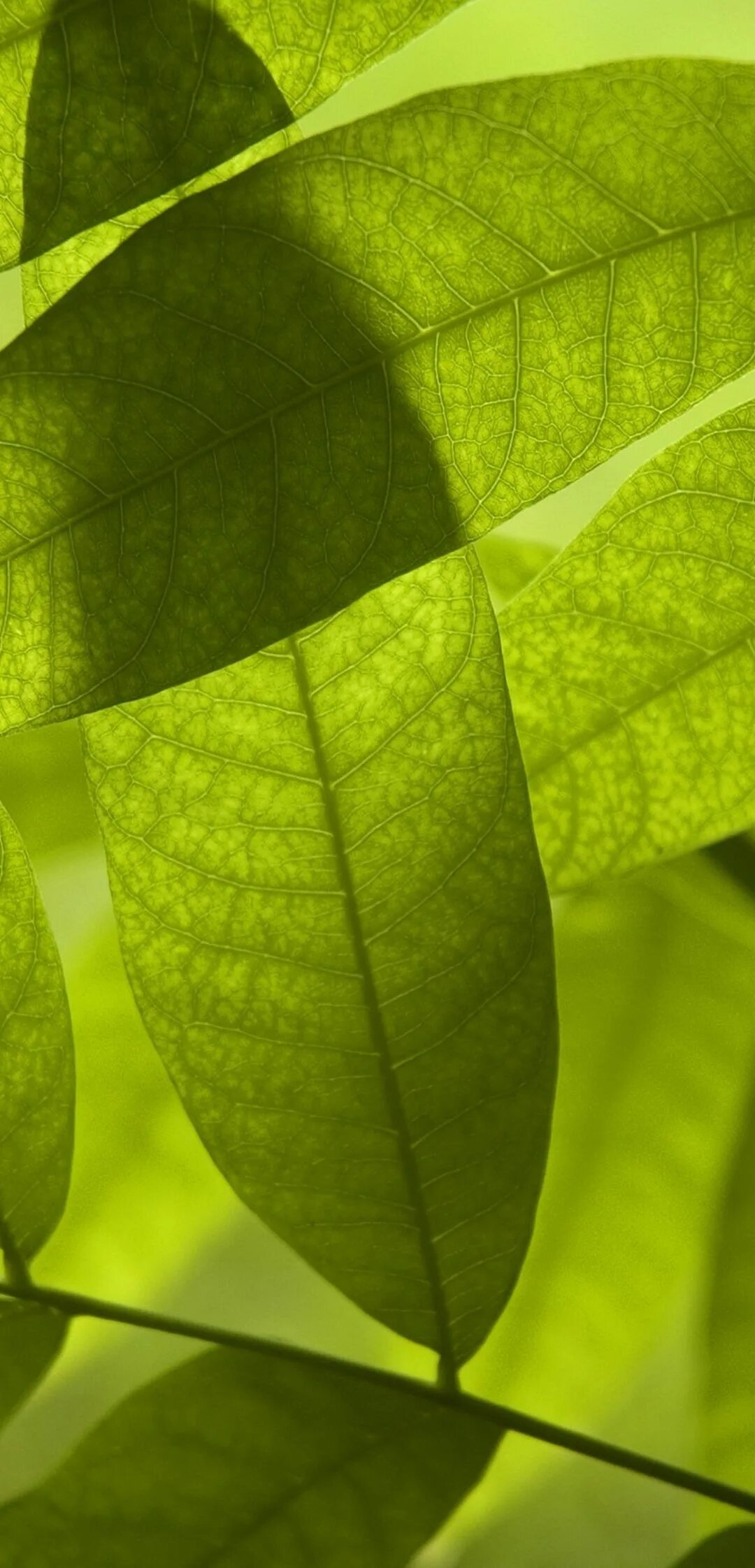 Купить зеленый лист. Зеленый лист. Салатовый лист. Красивые листья. Зелень листья.