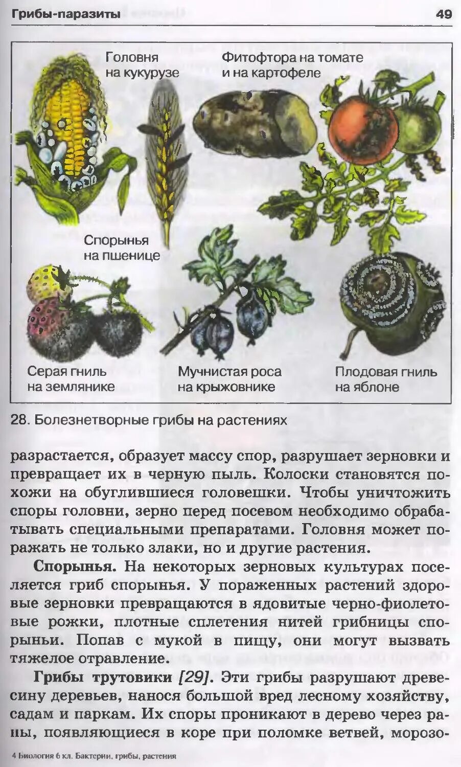 Таблица грибы паразиты поражаемые растения наносимый вред. Грибы паразитирующие на культурных растениях головня. спорынья головня фитофтора. головня гриб паразит. грибы паразиты растений головня.
