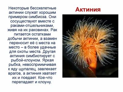 Примером симбиоза служит