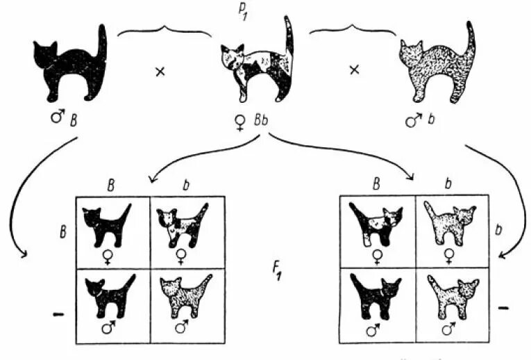 Схема наследование окраски у кошек. Наследование кошачьего окраса. Наследование окраса кошки схема. Наследование окраса у кошек.