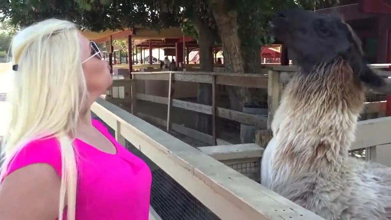 Лама напала на человека. Лама плюнула в девушку. Лама плюется в мужика смешное видео. Лама и человек плюет. Лама плюется через дорогу.