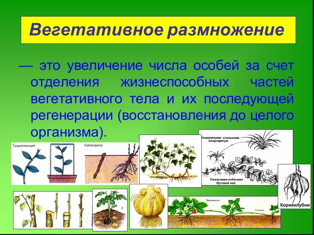 Вегетативные организмы примеры. Вегетативное размножение. Способы вегетативного размножения. Семенное и вегетативное размножение. Мхи размножаются вегетативно.