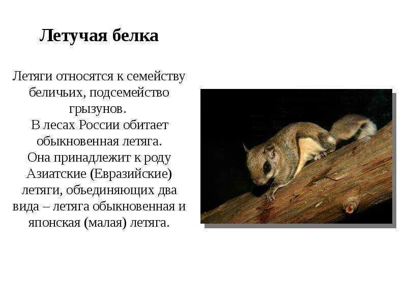 Белка летяга доклад 4 класс окружающий. Сообщение про белку летягу 4 класс. рассказ про белку летягу. сообщение про белку летягу 2 класс. сообщение об белки летяги 4 класс.