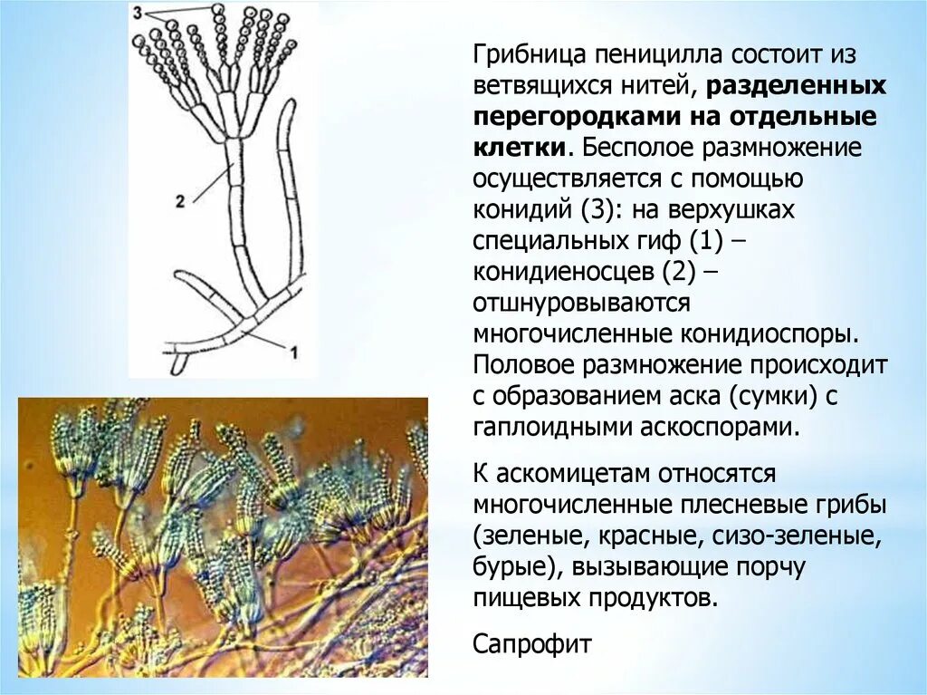 Как выглядит микроскопическое строение гриба пеницилла Пеницилл одноклеточные грибы