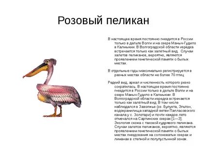Волгоградская красная книга животные