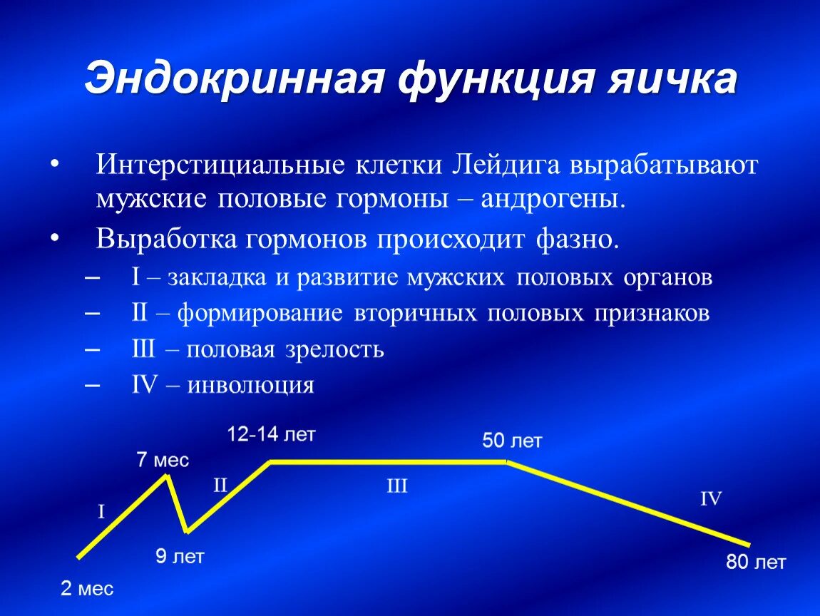 Что такое мужской половой. Эндокринная функция яичка. Инкреторная функция яичек. Эндокринная функция семенника. Экзокринная функция яичек.