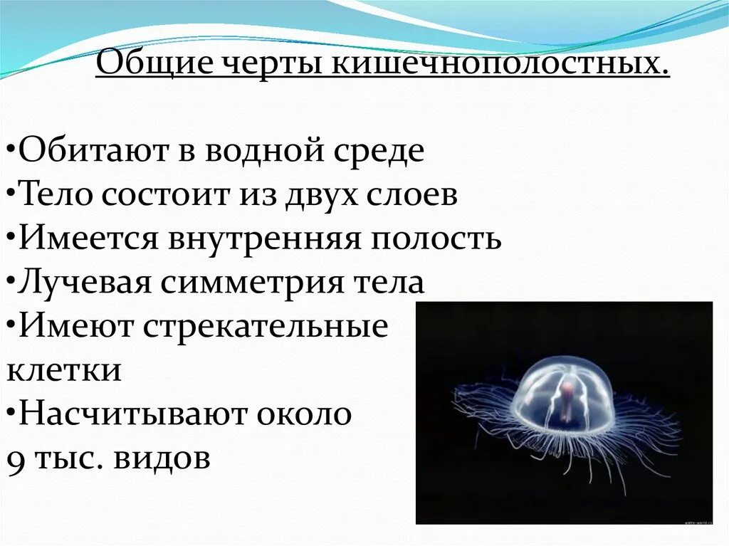 Особенности группы кишечнополостные. Общая характеристика кишечнополостных 7 класс биология. Кишечнополостные представители. Симметрия кишечнополостных. Тип Кишечнополостные.