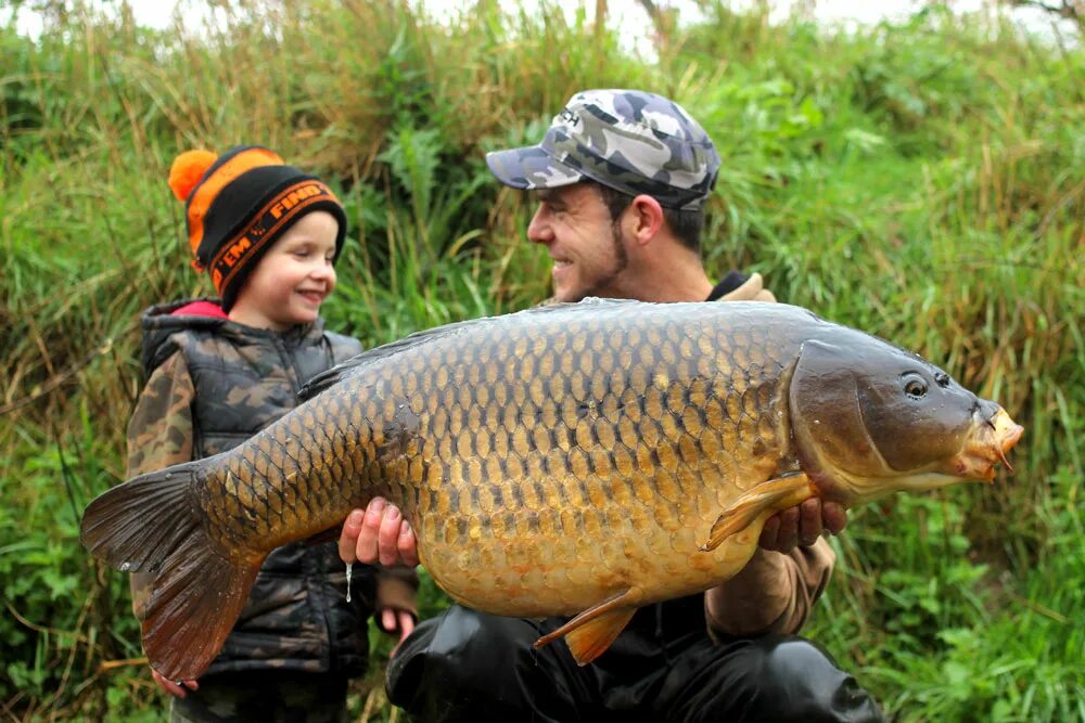 карп костлявый или нет. карп молодняк. разновидности карпов. карп виды фото. виды карпов.