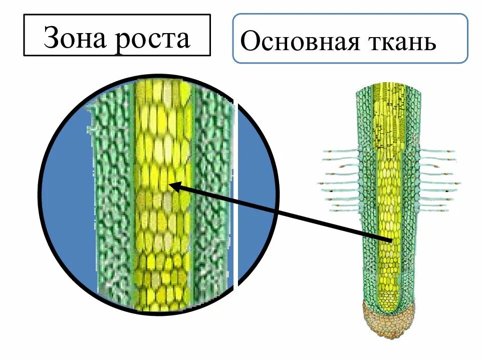 Ткань обеспечивающая рост корня в длину. Зоны корня зона растяжения. зоны роста. зона роста корня. ткани растений.