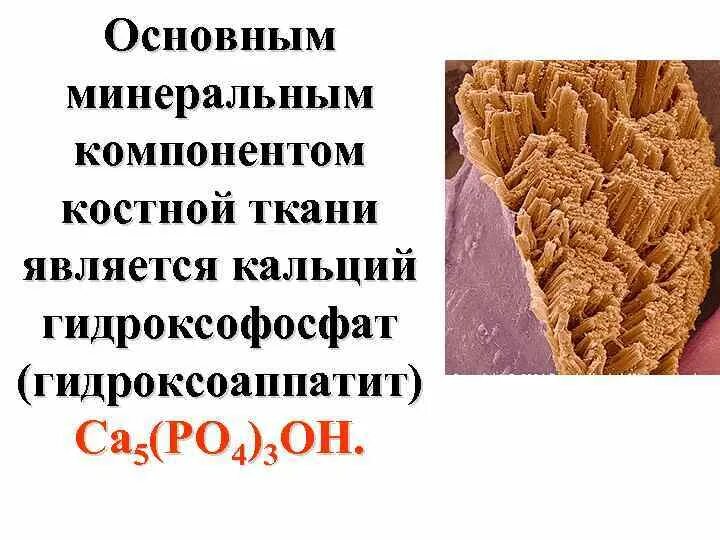 Основным компонентом минерала. Минеральные компоненты костной ткани. Основные компоненты костной ткани. Основные составляющие костной ткани. Неорганические компоненты костной ткани.