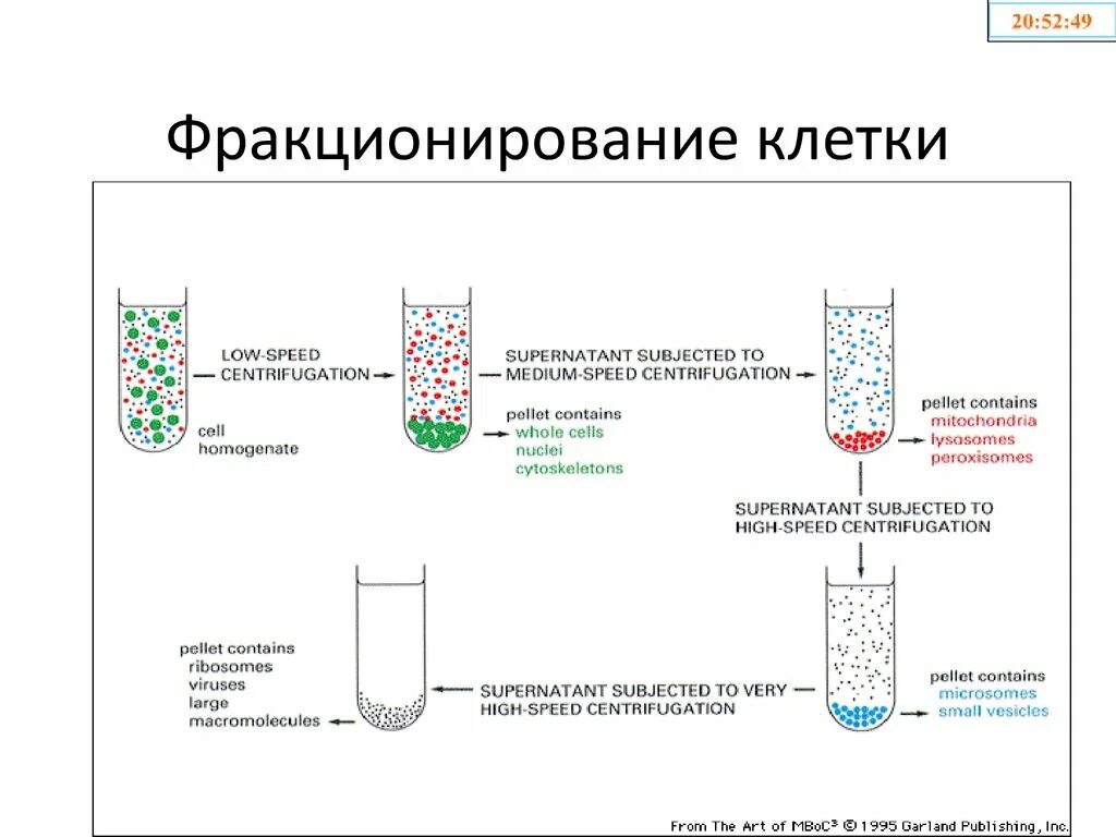 Центрифугирование метод исследования клеток. Фракционирование клеток (центрифугирование). ультрацентрифугирование клетки схема. методы фракционирования клеток. последовательные этапы фракционирования клетки.
