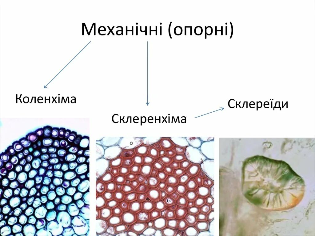 Покровные механические и проводящие ткани. Механическая ткань мхов. Проводящая система сфагнума. Механические ткани мхов. Мхи имеют проводящие ткани.